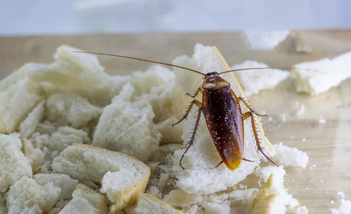 Cucaracha alemana buscando alimento